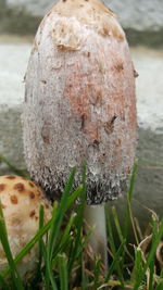 Close-up of mushroom growing outdoors