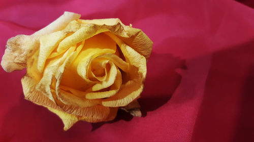 Close-up of rose bouquet