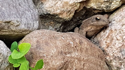 Close-up of lizard on rock