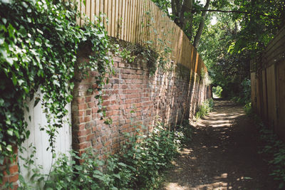 Footpath amidst plants against wall of building