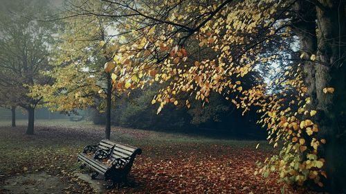 Trees in autumn