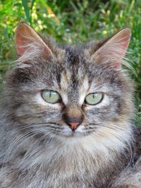 Close-up portrait of cat