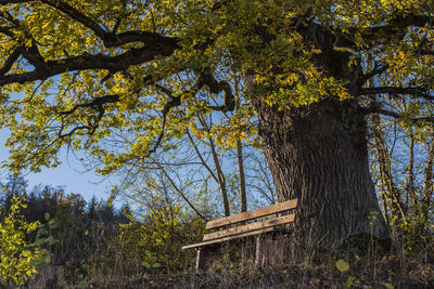 Trees in forest during autumn