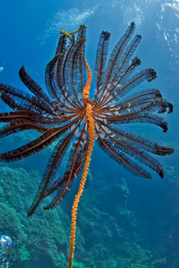 Fish swimming in sea