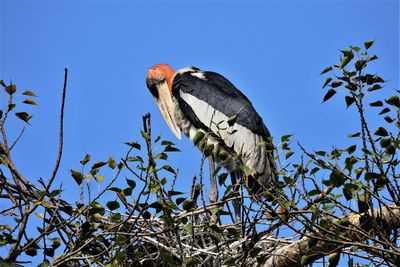 Low angle view of bird perching on branch against blue sky