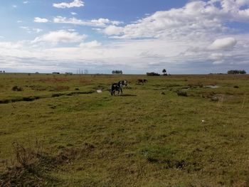 Scenic view of horses on field