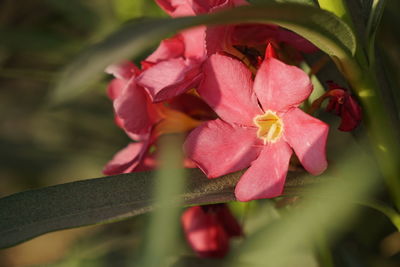 Close-up of pink flowers blooming outdoors