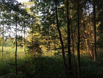 Trees in forest