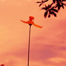 Low angle view of silhouette plant against orange sky