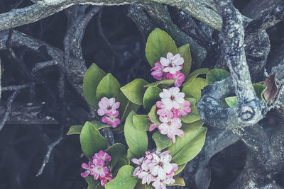 High angle view of flowering plants