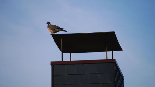 Low angle view of bird perching on a building