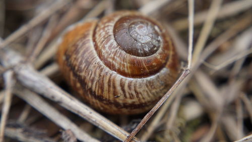 Close-up of snail