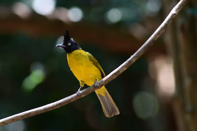 bird