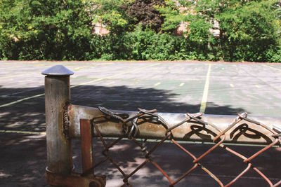 Close-up of cat on tree