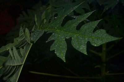 Close-up of raindrops on leaves