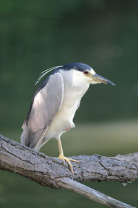 Black-crowned night-heron
