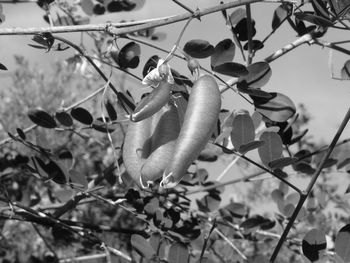 Low angle view of flowering plants