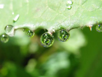 Close-up of water drops on leaf