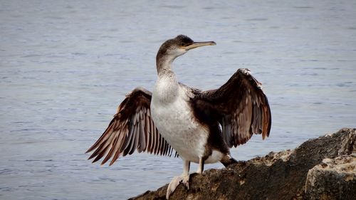 Full length of cormorant bird perching by lake