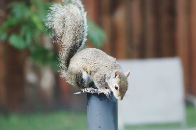 Close-up of squirrel