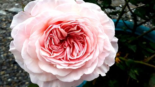 Close-up of pink rose