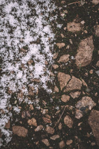 High angle view of plants and trees