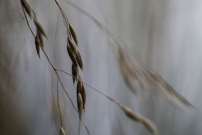 Close-up of crops