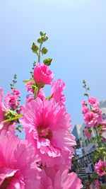 Close-up of pink flowers blooming against clear sky