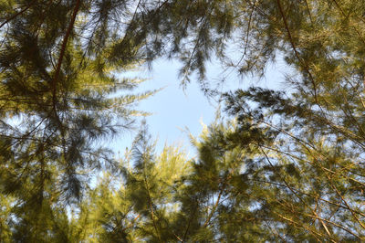 Low angle view of trees against sky