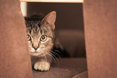 Close-up portrait of a cat