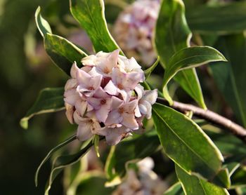 Close-up of flowering plant