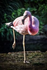 The flamingo