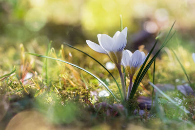 Close-up of purple crocus flowers on field
