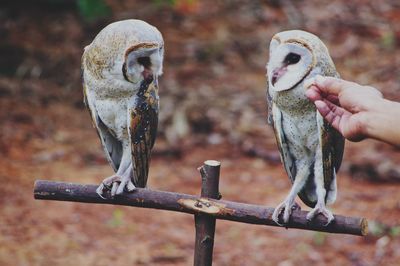 Close-up of hand holding bird