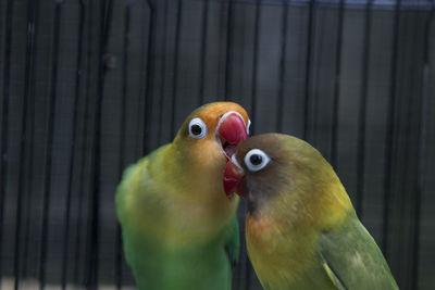 Close-up of parrot in cage