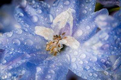 Water drops on delphinium staphisagria