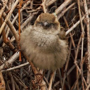 Close-up of bird