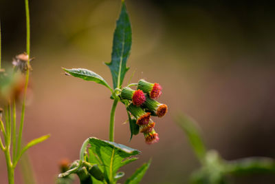 Close-up of red flowering plant