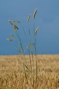 Close-up of wheat field against clear blue sky