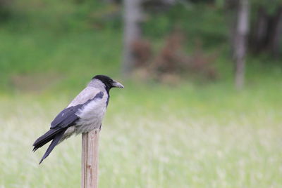 Bird perching on railing