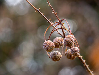 Close-up of wilted plant