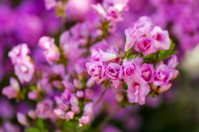 Close-up of pink flowering plant