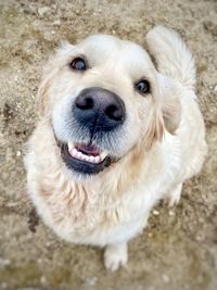 Close-up portrait of dog