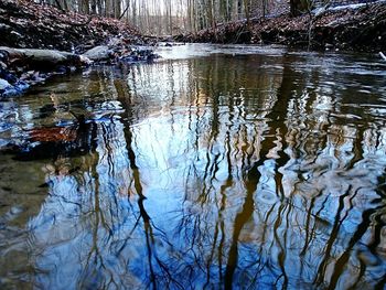 Reflection of trees in lake