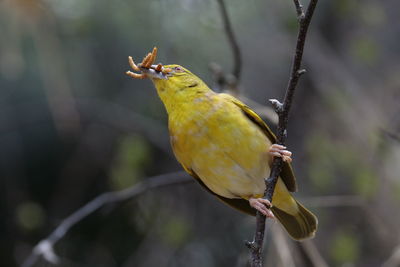 Close-up of bird perching on branch