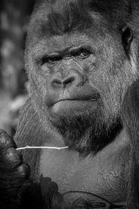 Close-up of portrait of man holding camera