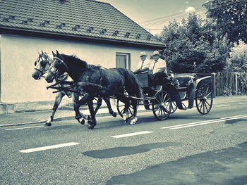 Horse cart on street in city