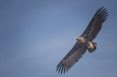 Low angle view of eagle flying against clear sky