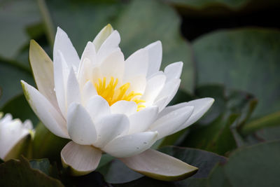 Close-up of white water lily