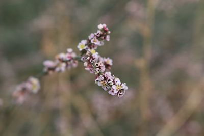 Close-up of flowers against blurred background